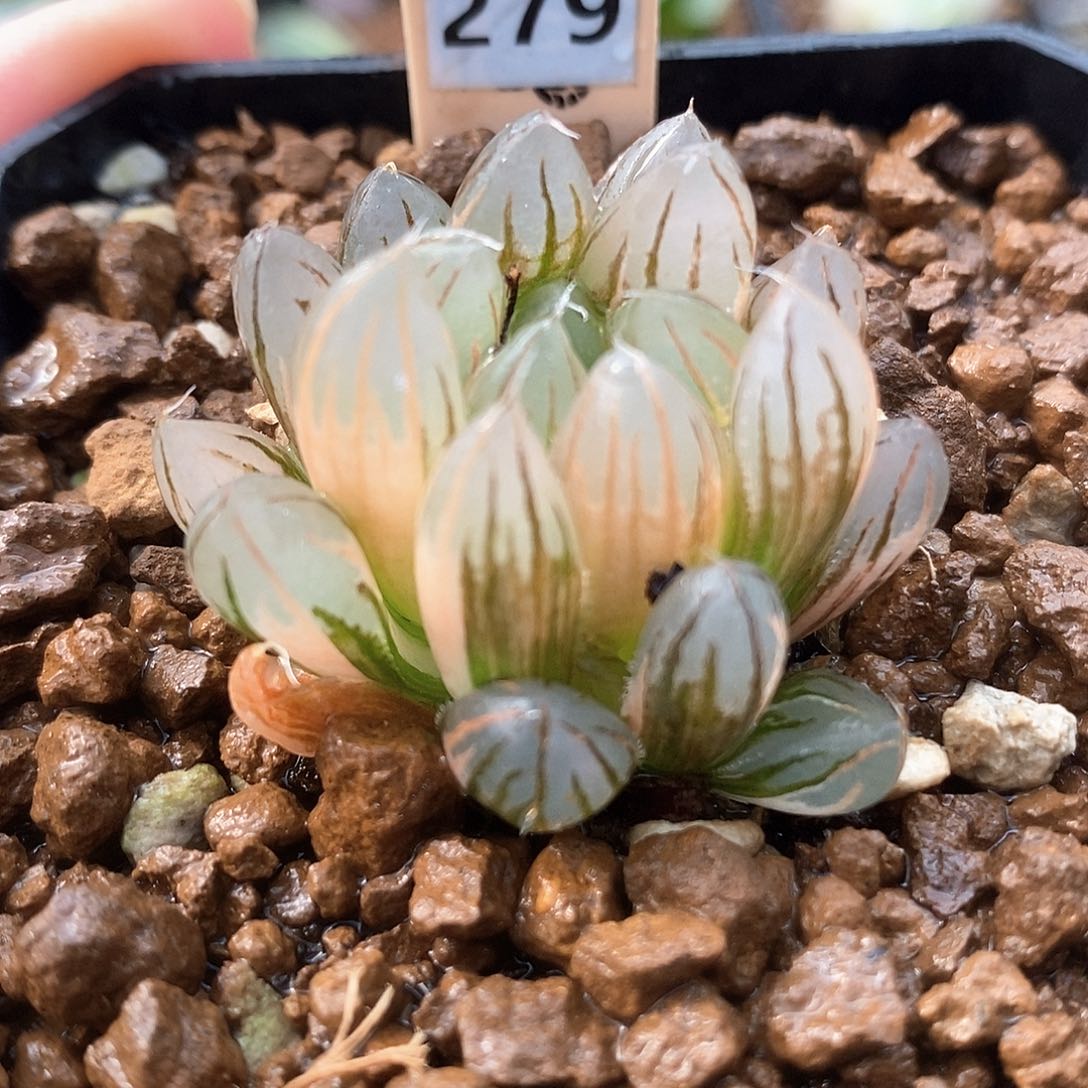 红陶279号霓虹灯玉露锦一物一拍