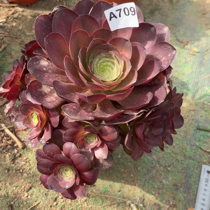 魅金玫瑰多肉植物不包损709