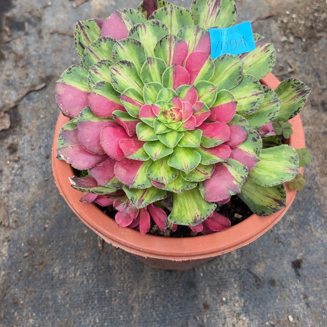 7094知否无根多肉植物