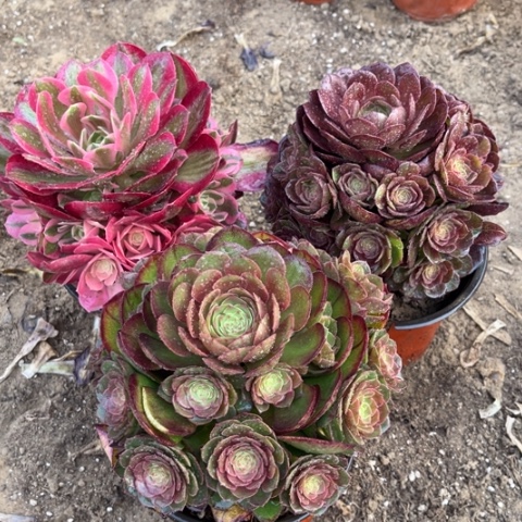 262多肉植物组合