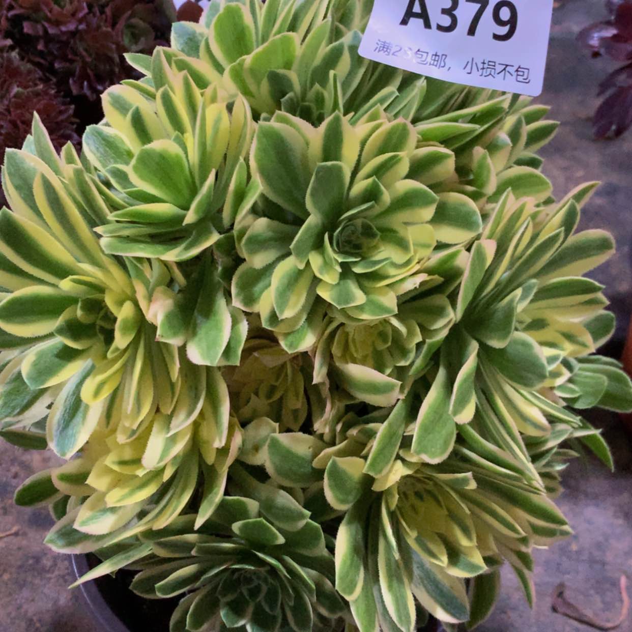 【闪购商品】379颜宁多肉