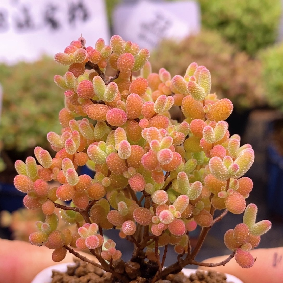 83蜜橘糖球。     带盆