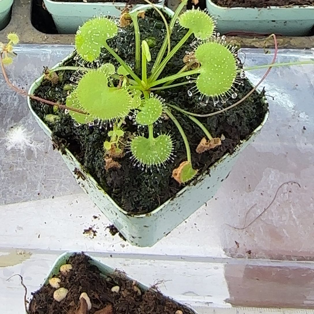 完全开放爱心负子茅