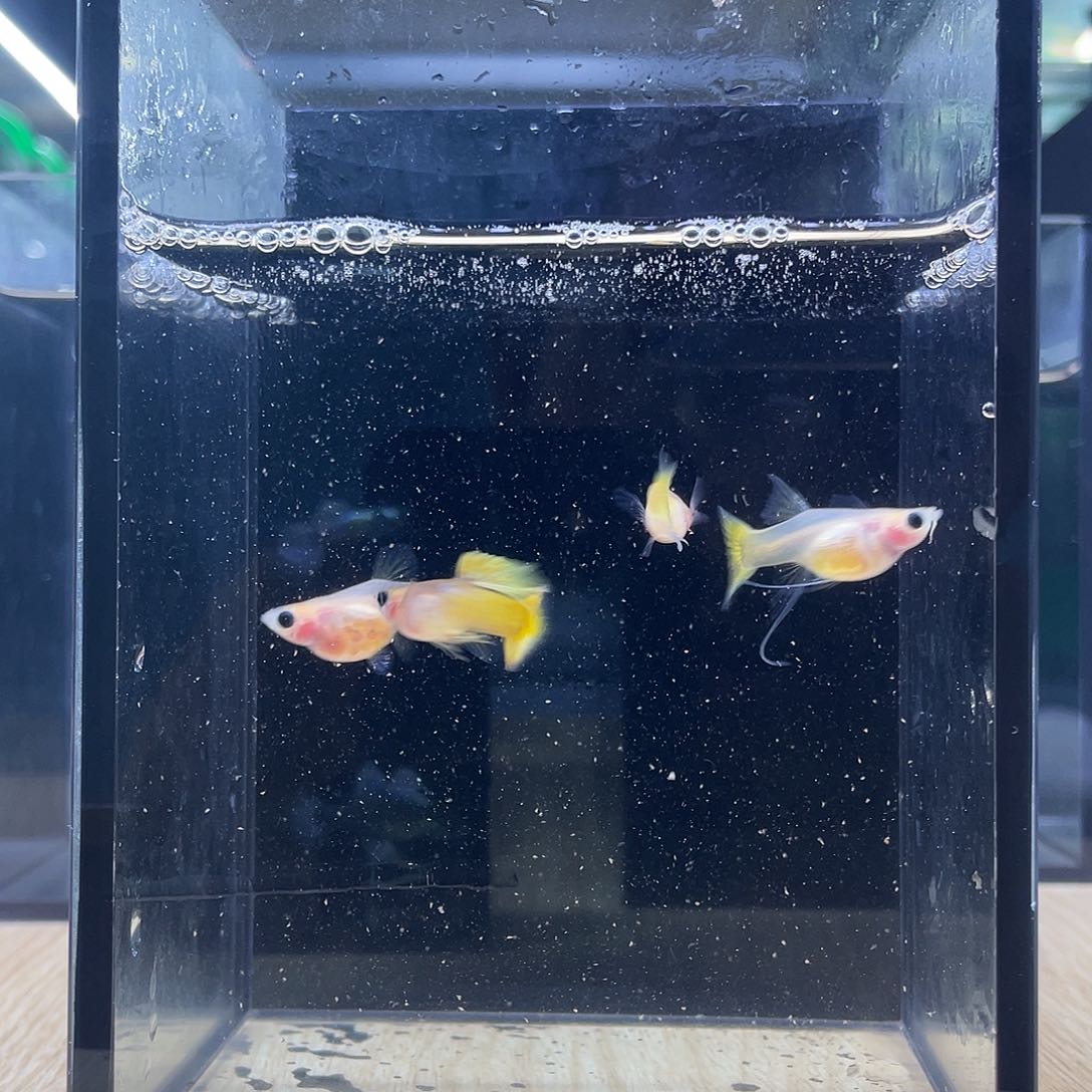 孔雀鱼黄金C一对1长公1短母