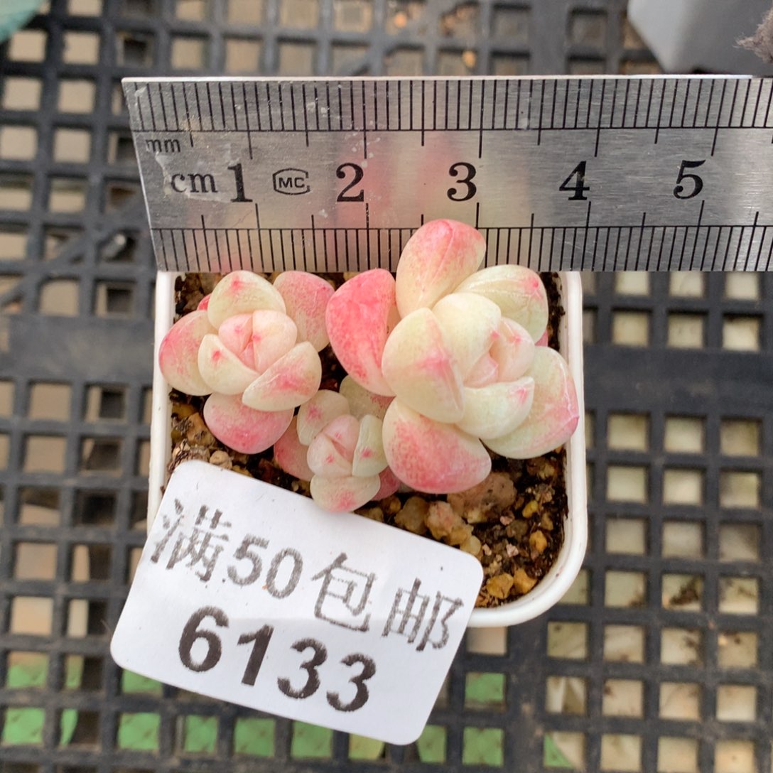 6133。小脸带腿冰玉三头。 