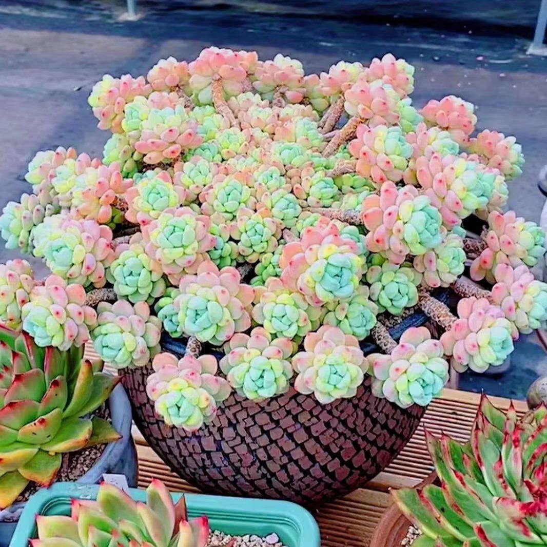 大老桩香水捞尔老桩多肉植物