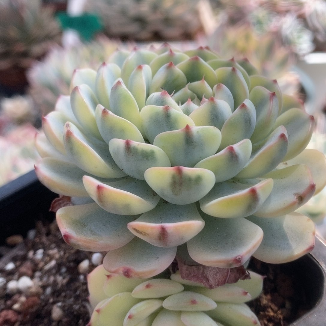 061姬莲锦锦锦锦锦锦锦