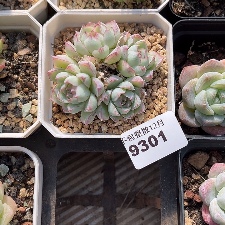 阿雅园艺。        9301