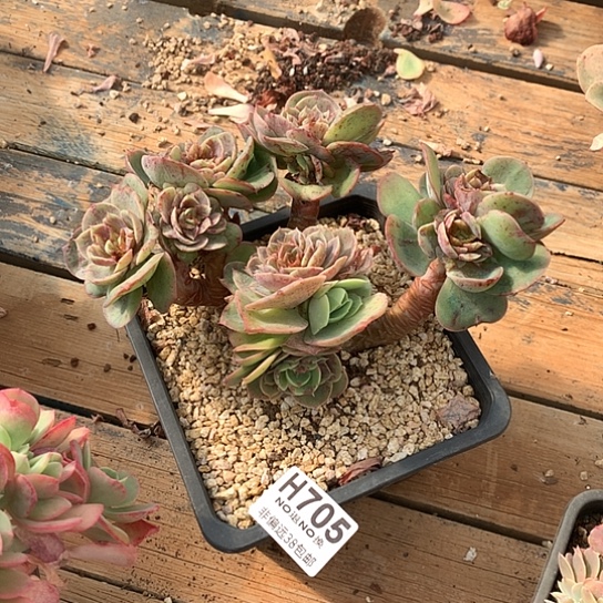 玛****桃花坞石化断过705 亏本处理退款拉黑7-8天发货