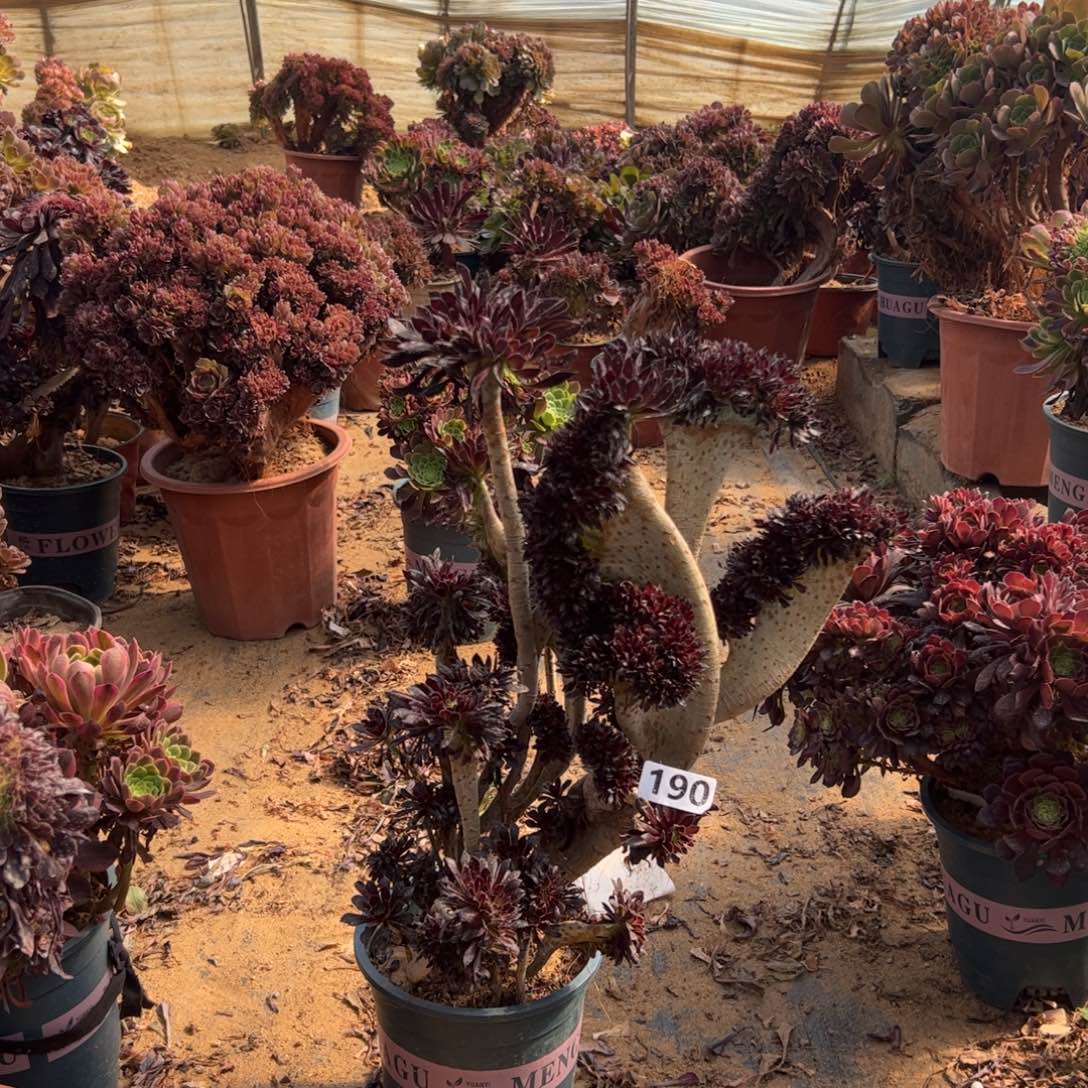 有伤黑缀190高44