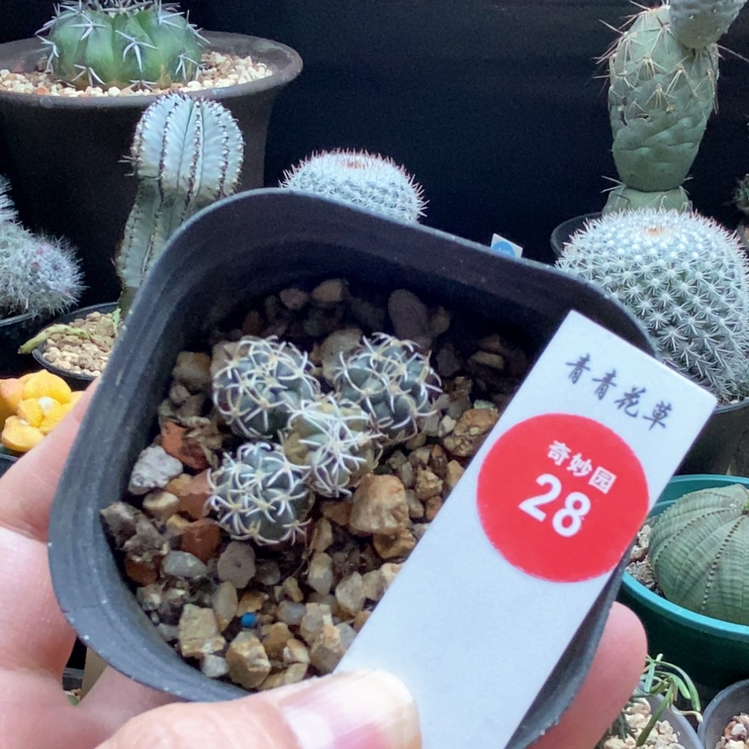 实生长城丸群有疤