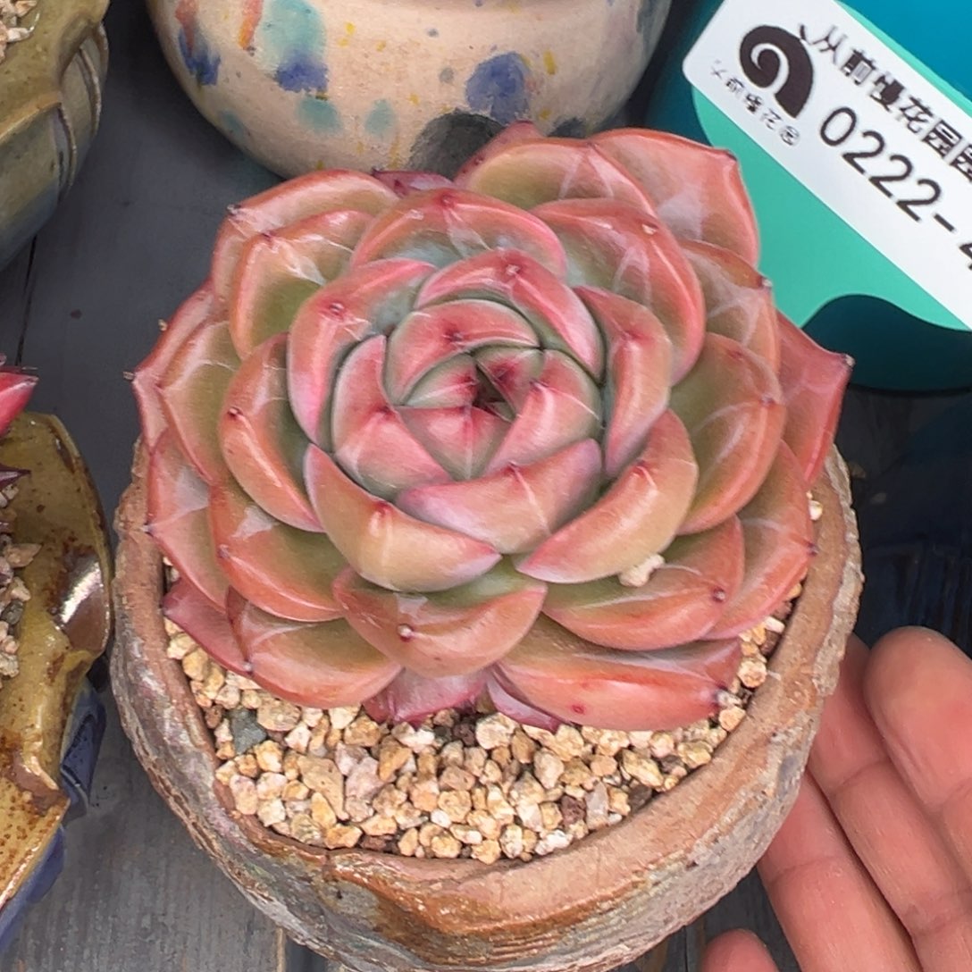 多肉一物一拍0222-496