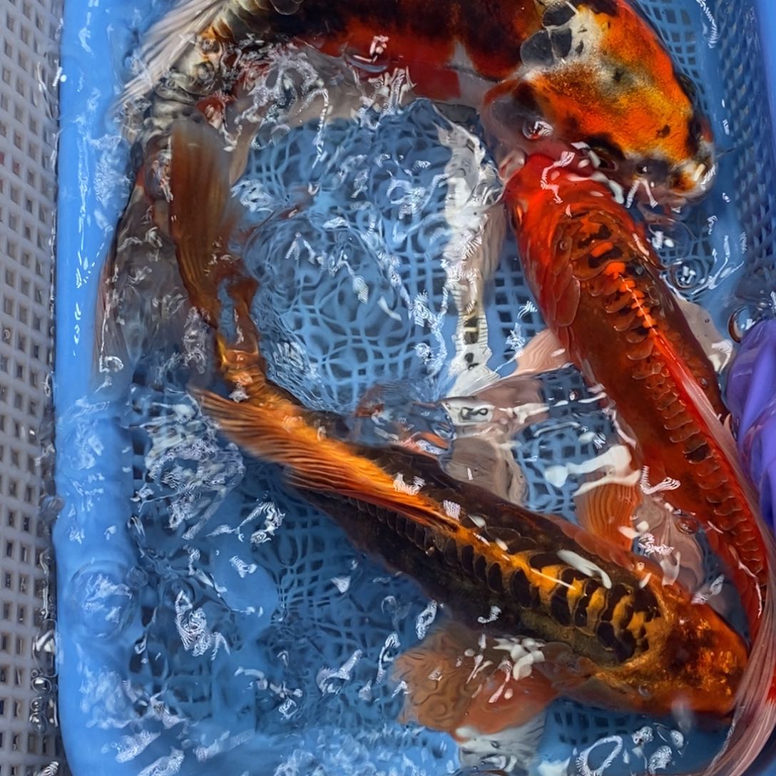 锦鲤冷水锦鲤包邮