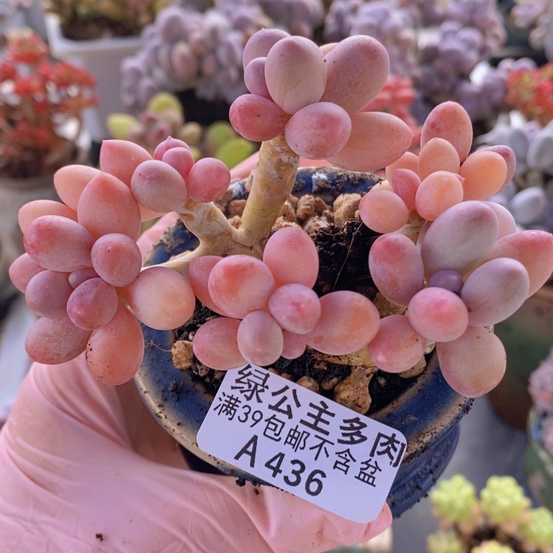 香水手指奶老桩10cm436多肉植物