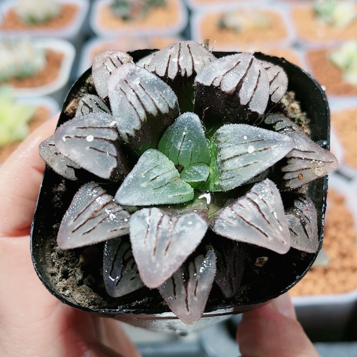 【闪购商品】紫梦寿