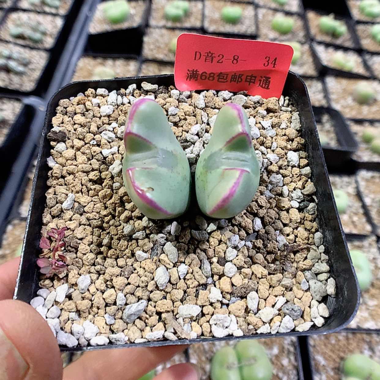 【闪购商品】2-8-34 少将 20