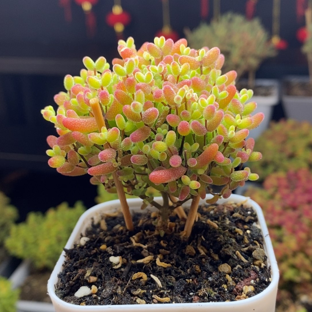 32号蜜橘糖球枝干多肉