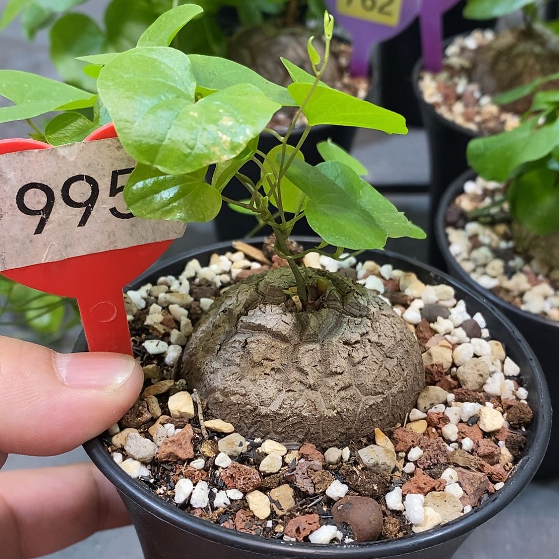 南非龟甲龙龟甲龙