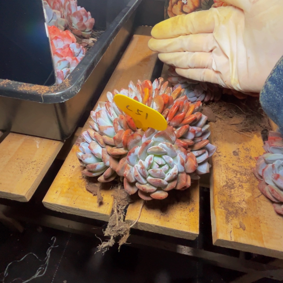 张***七c51。32区梦露朵朵