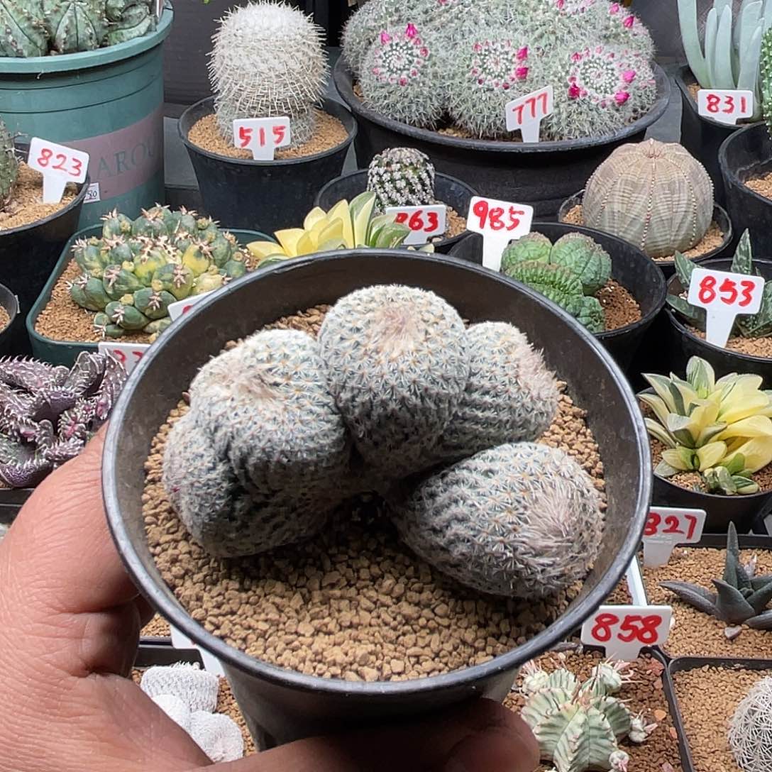 月世界5头石化缀 带盆土包邮