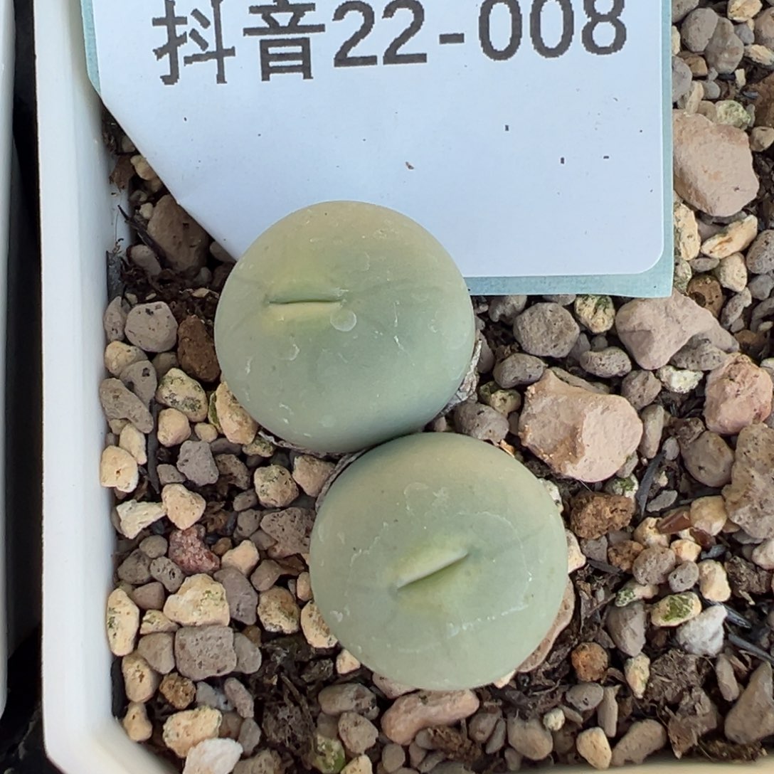22-08量拍双头安格尼斯v嘴一颗