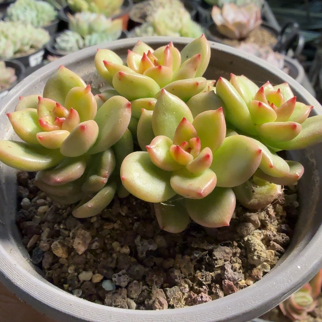 212四头无砍苹果花满20包邮
