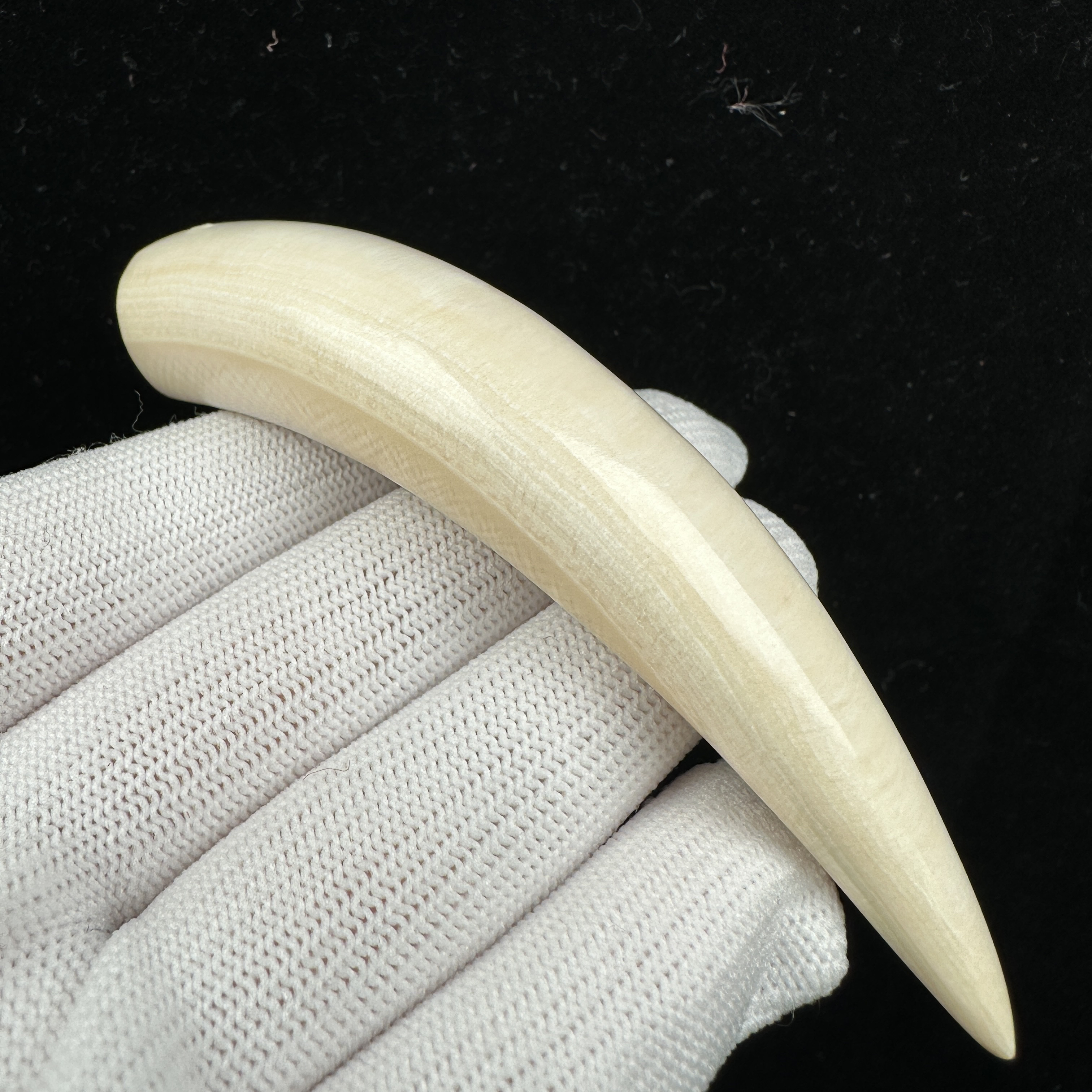 D4472天然猛犸牙 牙尖 94.6mm支持鉴定 假一罚四