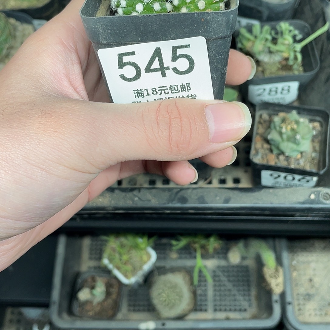 545明日香姬（满18包邮）