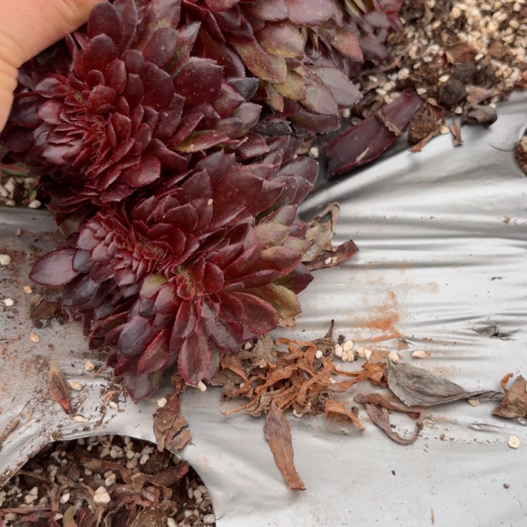 我8174 号多肉法师特价