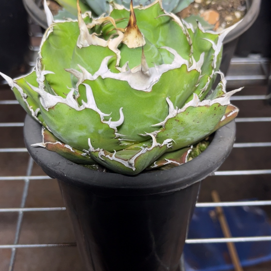 龙舌兰白鲸多肉盆栽