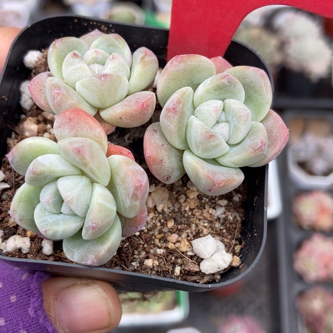 3145冰玉多肉植物多肉