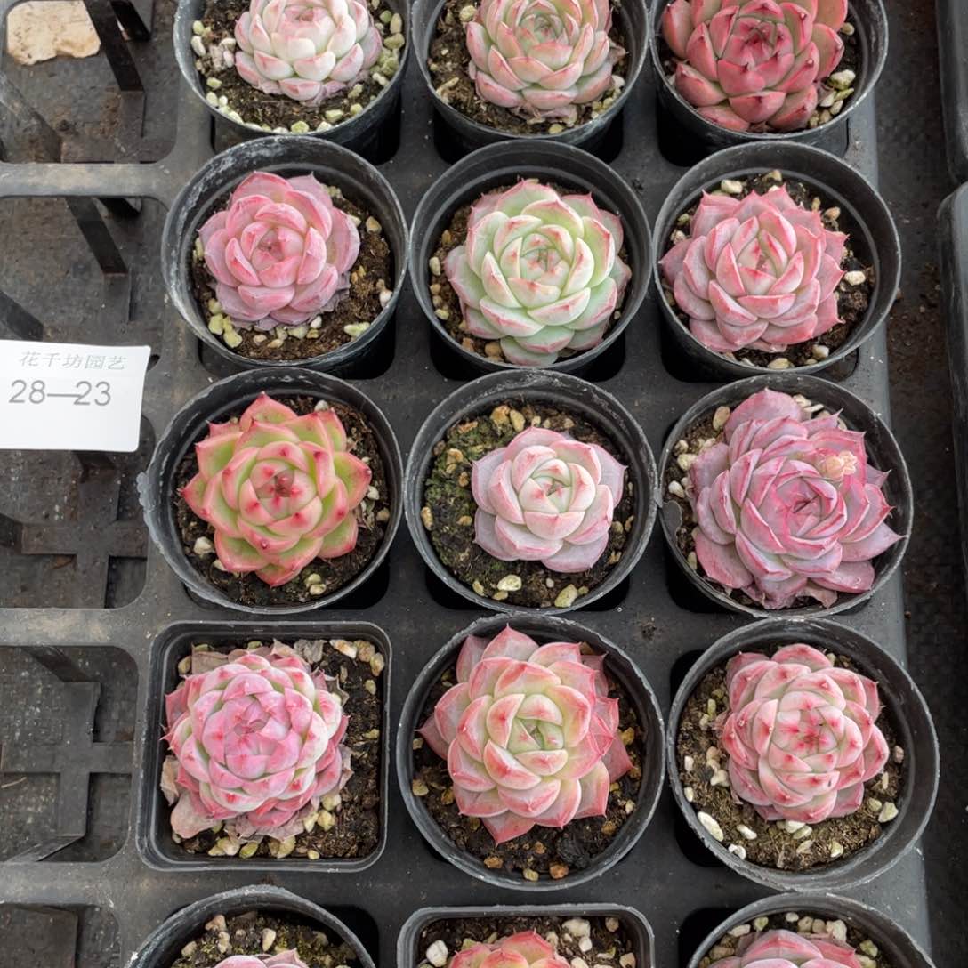 一物一拍18棵28-23