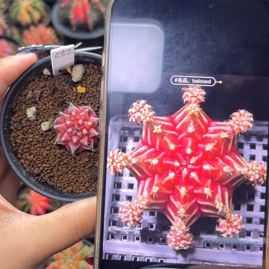 552 beloved 侧牙 带盆土福利