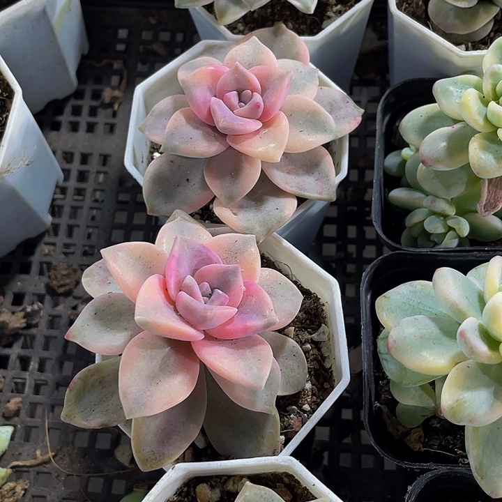 紫乐锦带盆土发货