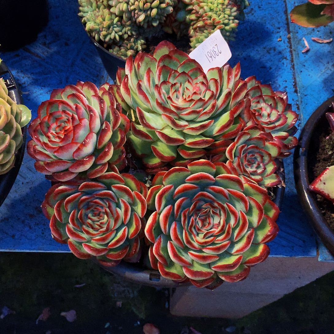 甜***甜      肉酱玫瑰多肉23061