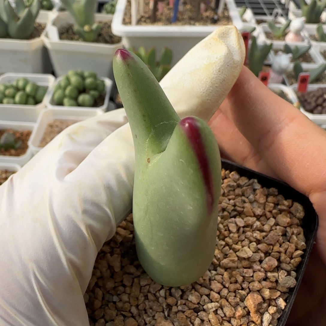 12-9-3-2当天满38包邮粗红油漆边巨将脱土