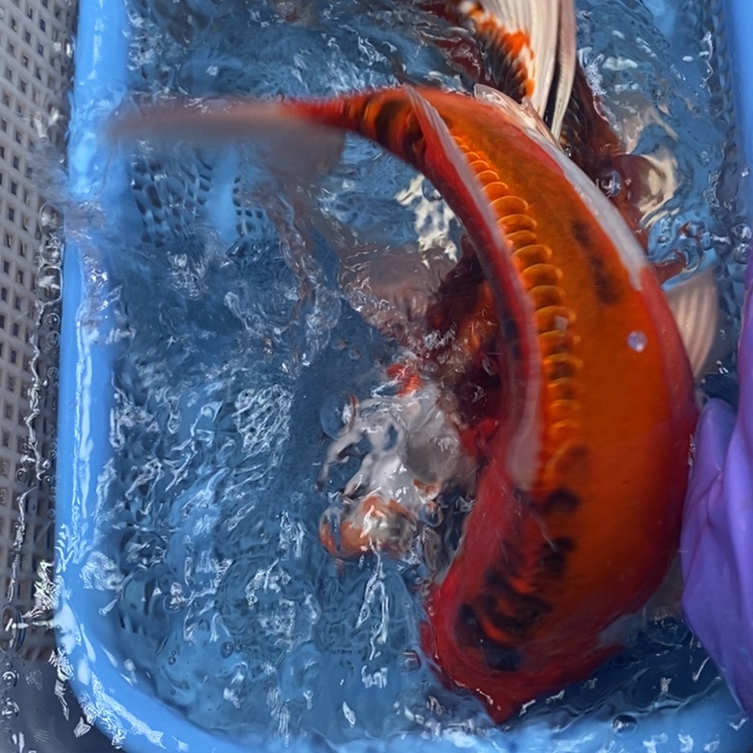 锦鲤冷水锦鲤包邮