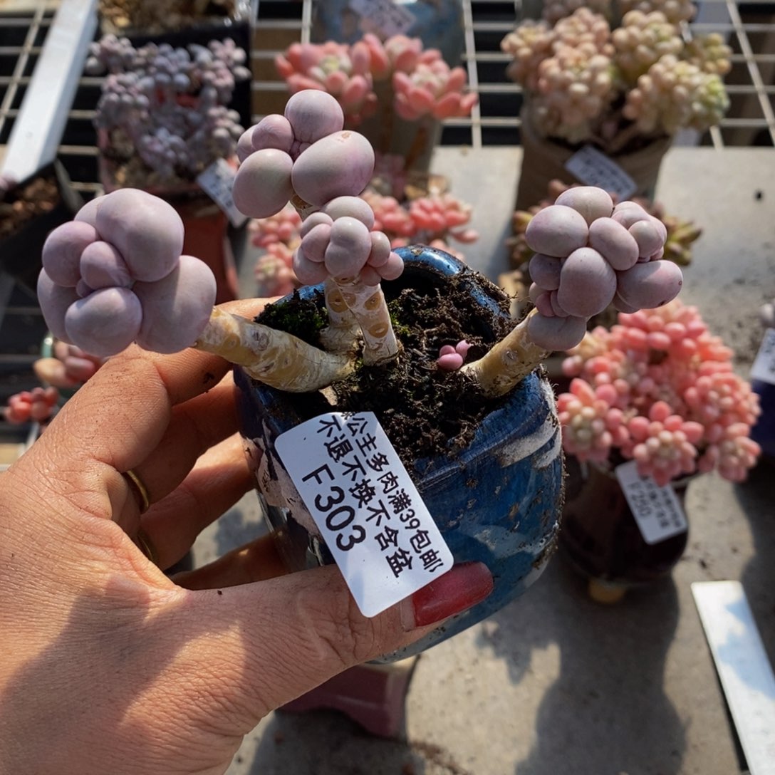 芭比奶酪303/10c m