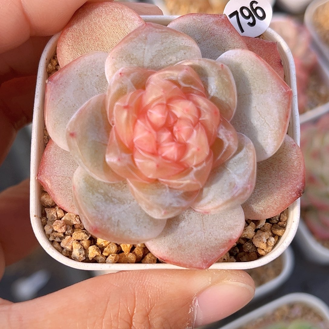 796  新品珍妮满18包邮