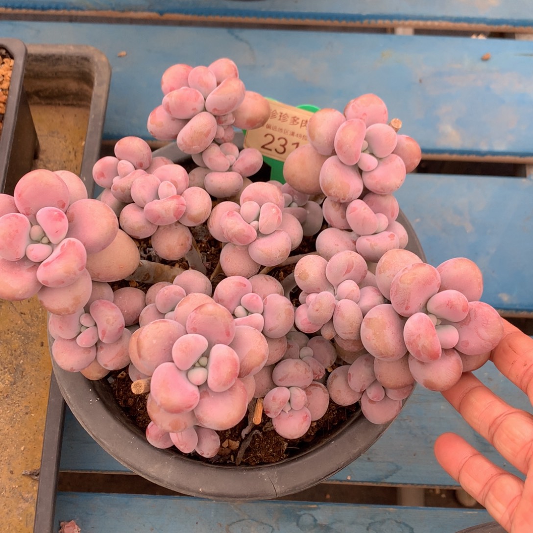 腰子蛋平头一物一拍