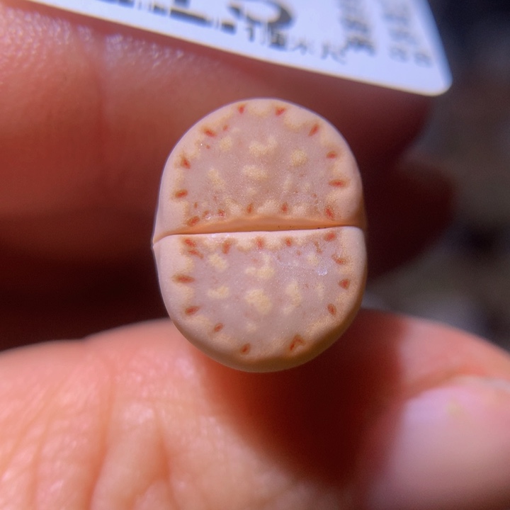 精品生生石花311.515