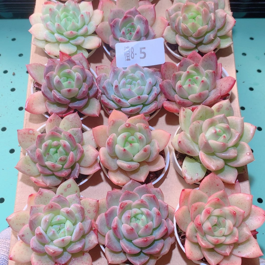 8-5一物一拍多肉带盆18颗