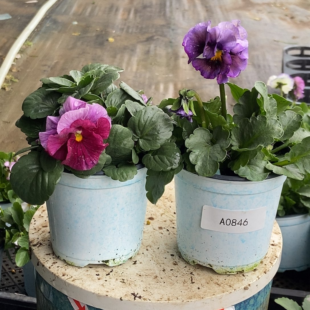 大部分花苞少量开放846