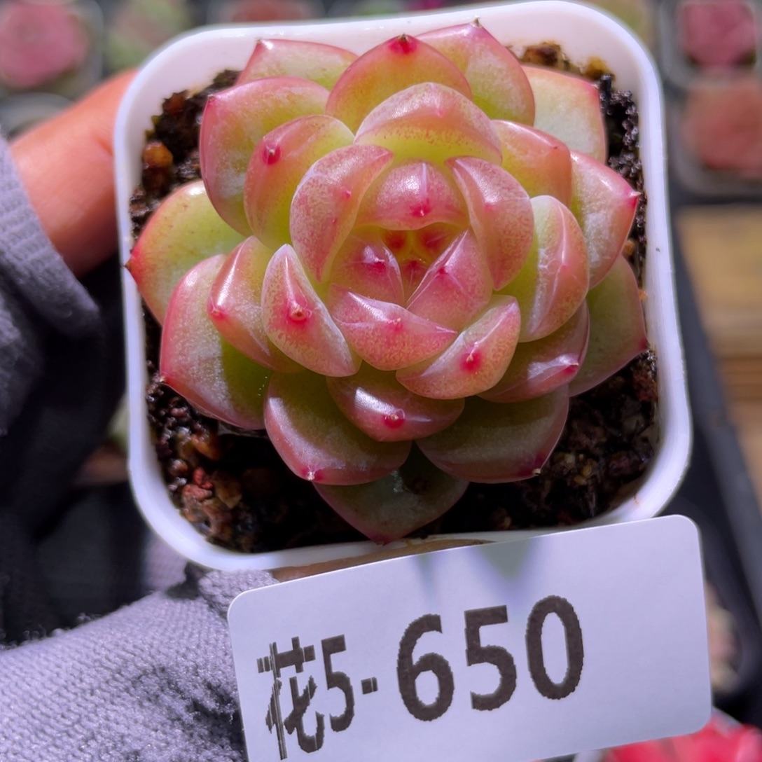 花利美5-650福利珍妮