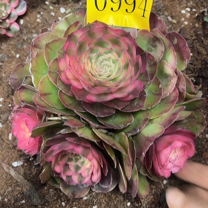 多肉植物福利994