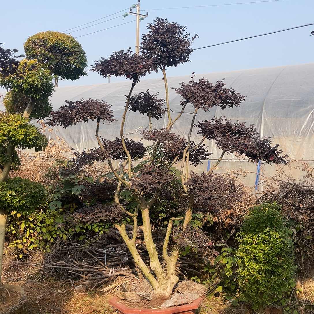 绿植园林绿化工程景观树