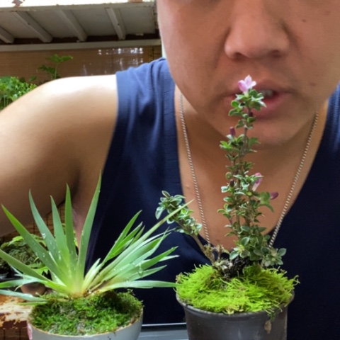 红陶海***波一物一拍所见即所得84