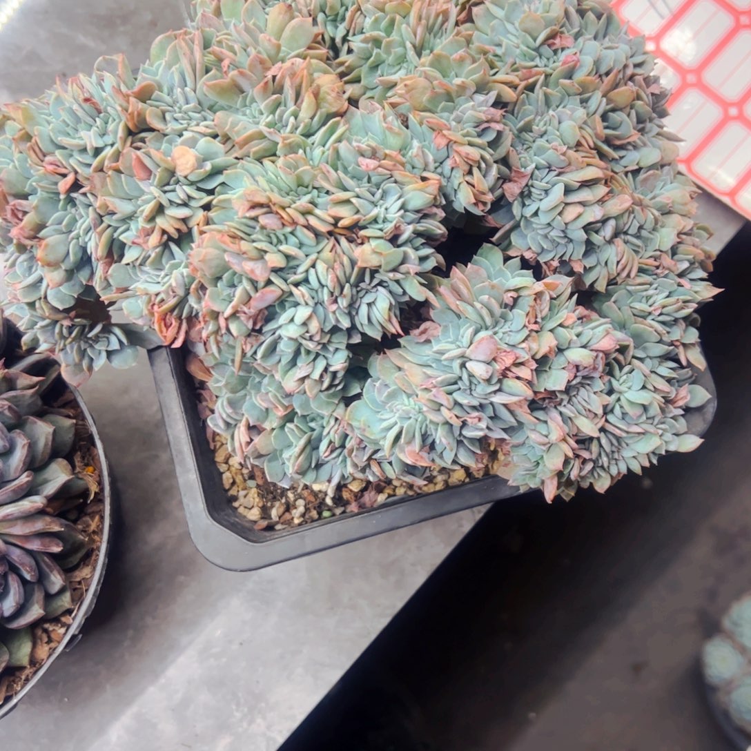 小***間多肉植物组合盆栽