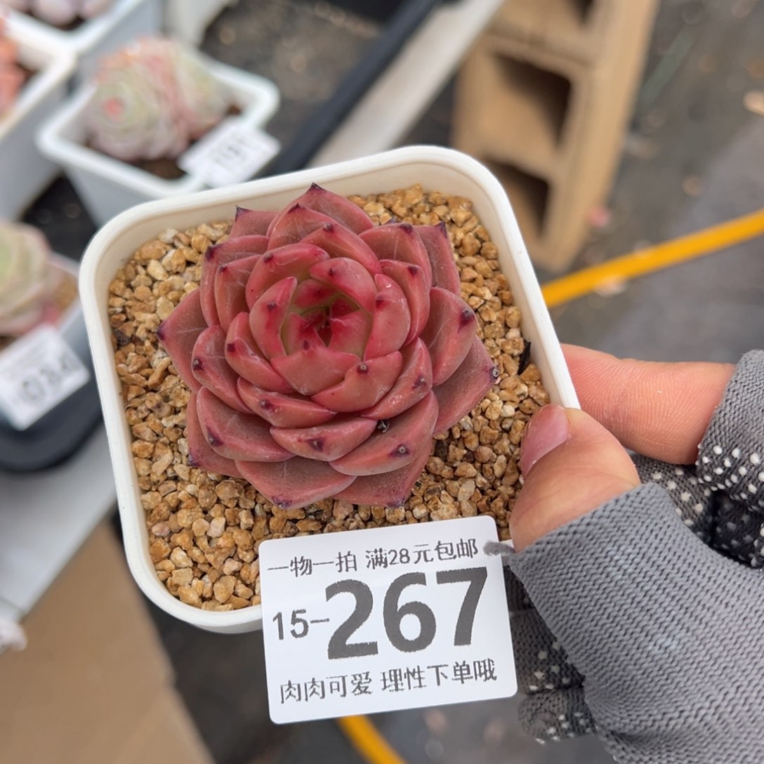 黄昏多肉多肉多肉多肉