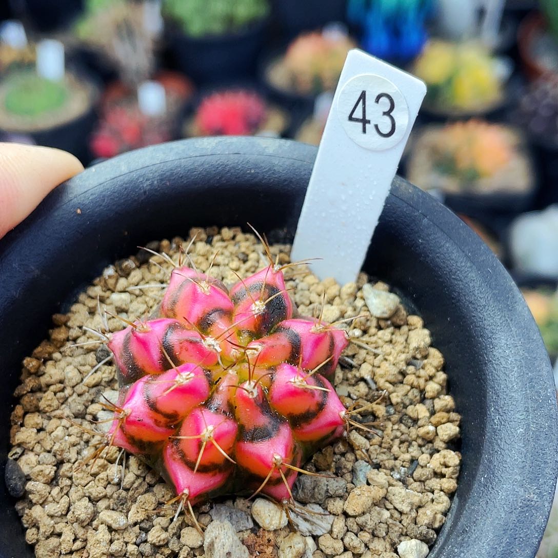 花田非偏远地区满25包邮仙人球